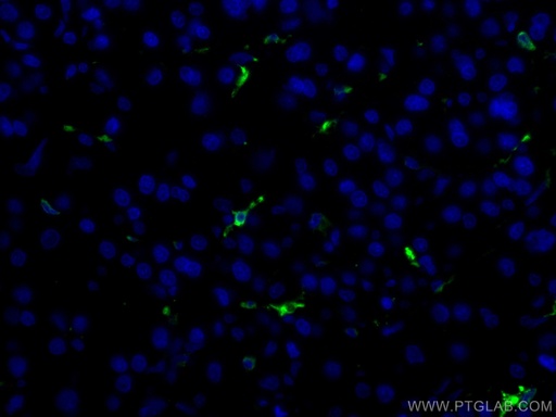 [CL488-10701-100UL] CoraLite®488-conjugated HO-1/HMOX1 Polyclonal antibody