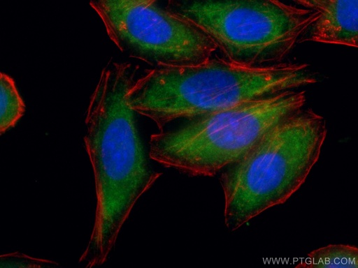 [CL488-10745-100UL] CoraLite®488-conjugated NF-κB p65 Polyclonal antibody