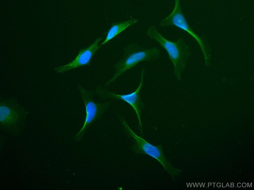 [CL488-10795-100UL] CoraLite®488-conjugated Sestrin 2 Polyclonal antibody