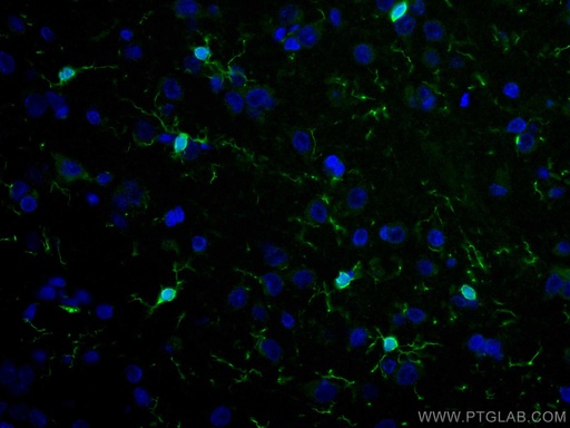 [CL488-10904-100UL] CoraLite®488-conjugated IBA1 Polyclonal antibody