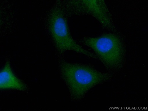 [CL488-11531-100UL] CoraLite®488-conjugated FBF1 Polyclonal antibody
