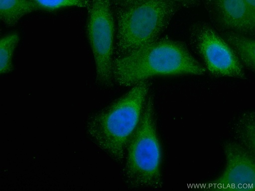 [CL488-11587-100UL] CoraLite®488-conjugated GRP78/BIP Polyclonal antibody