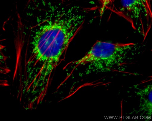 [CL488-11802-100UL] CoraLite®488-conjugated TOM20 Polyclonal antibody