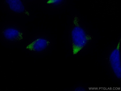 [CL488-12780-100UL] CoraLite®488-conjugated CP110 Polyclonal antibody