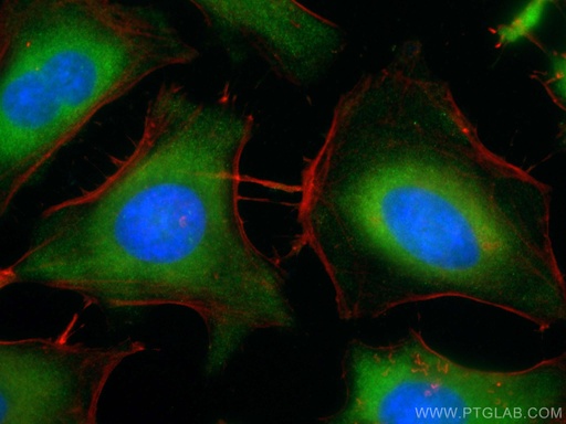 [CL488-12948-100UL] CoraLite®488-conjugated IMPDH2 Polyclonal antibody