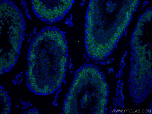 [CL488-13720-100UL] CoraLite®488-conjugated BOULE Polyclonal antibody