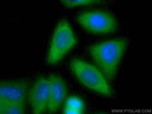 [CL488-13791-100UL] CoraLite®488-conjugated Spartin, SPG20 Polyclonal antibody