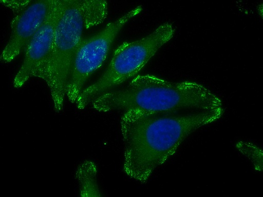 [CL488-14175-100UL] CoraLite®488-conjugated Liprin Alpha 1 Polyclonal antibody