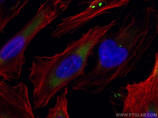 [CL488-14498-100UL] CoraLite®488-conjugated CEP250/CNAP1 Polyclonal antibody