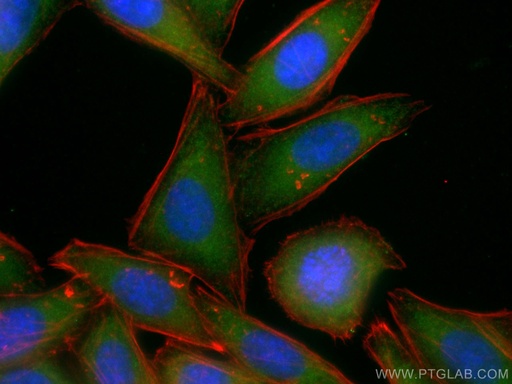 [CL488-16396-100UL] CoraLite®488-conjugated NRF2, NFE2L2 Polyclonal antibody