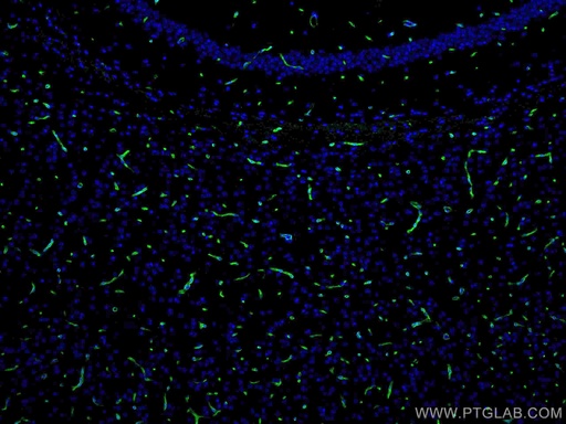[CL488-16473-100UL] CoraLite®488-conjugated Aquaporin 4 Polyclonal antibody