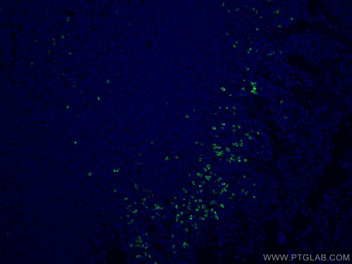 [CL488-16489-100UL] CoraLite®®488-conjugated IGHD Polyclonal antibody