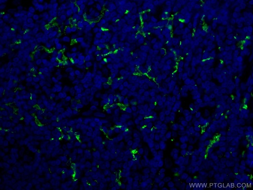 [CL488-16646-100UL] CoraLite®488-conjugated CD163 Polyclonal antibody