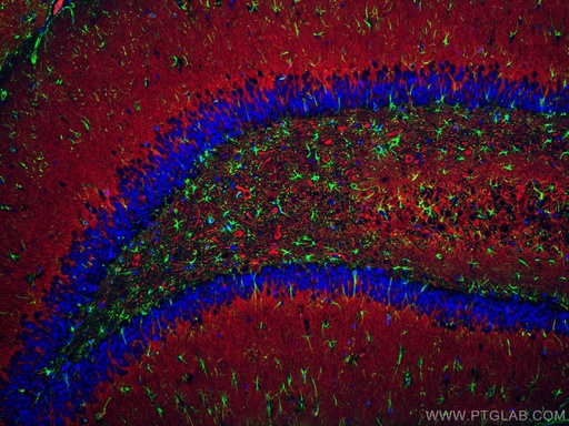 [CL488-16825-100UL] CoraLite®488-conjugated GFAP Polyclonal antibody