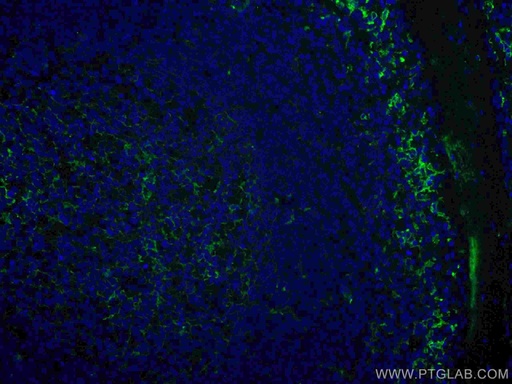 [CL488-17000-100UL] CoraLite®488-conjugated CD14 Polyclonal antibody