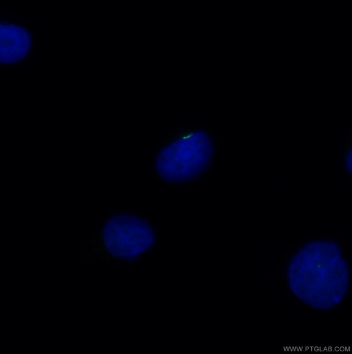 [CL488-17711-100UL] CoraLite®488-conjugated ARL13B Polyclonal antibody