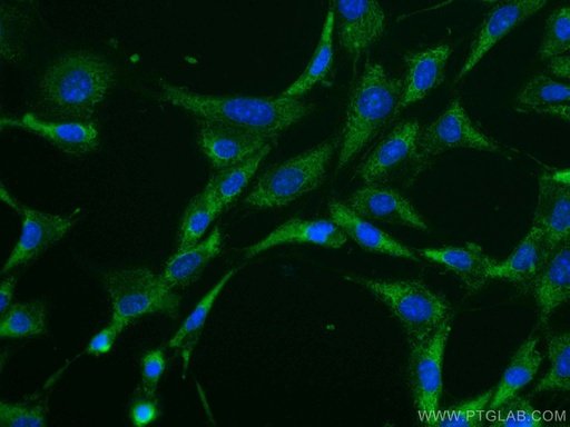 [CL488-19677-100UL] CoraLite®488-conjugated Caspase 3/p17/p19 Polyclonal antibody