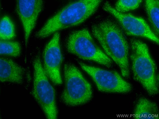 [CL488-19851-100UL] CoraLite®488-conjugated TMEM173/STING Polyclonal antibody