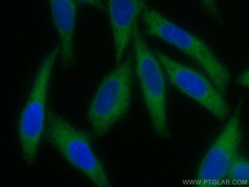[CL488-20466-100UL] CoraLite®488-conjugated INF2 Polyclonal antibody