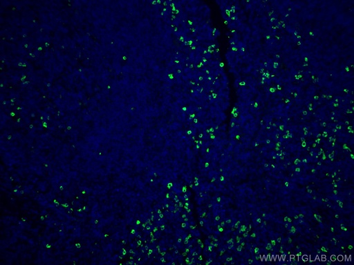 [CL488-20758-100UL] CoraLite®488-conjugated IgG Lambda Light Chain Polyclonal antibody