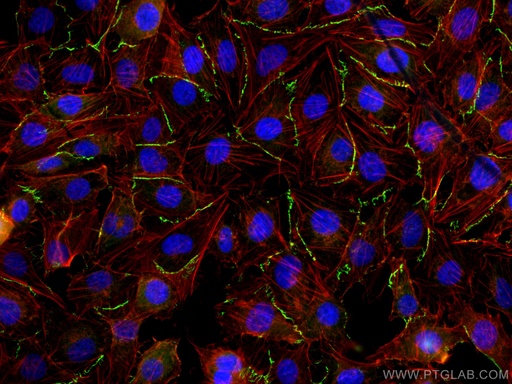 [CL488-21773-100UL] CoraLite®488-conjugated ZO-1 Polyclonal antibody