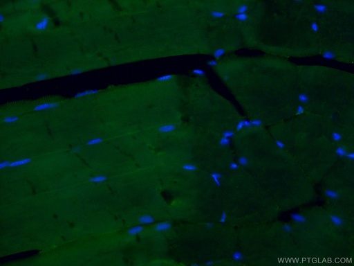 [CL488-21775-100UL] CoraLite®488-conjugated IFIH1 Polyclonal antibody