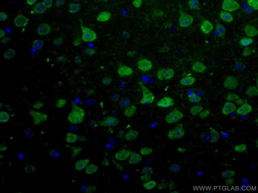 [CL488-26975-100UL] CoraLite®488-conjugated NeuN Polyclonal antibody