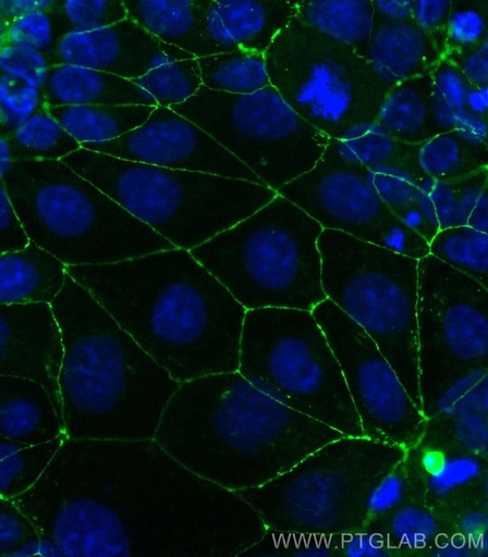 [CL488-27260-100UL] CoraLite®488-conjugated Occludin Polyclonal antibody