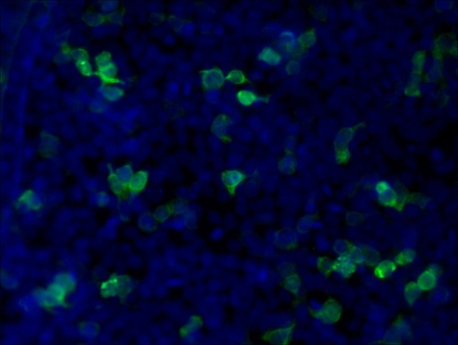 [CL488-60003-100UL] CoraLite®488-conjugated MYC tag Monoclonal antibody