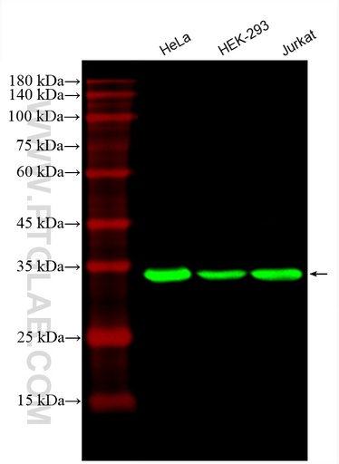 [CL488-60004-100UL] CoraLite®488-conjugated GAPDH Monoclonal antibody