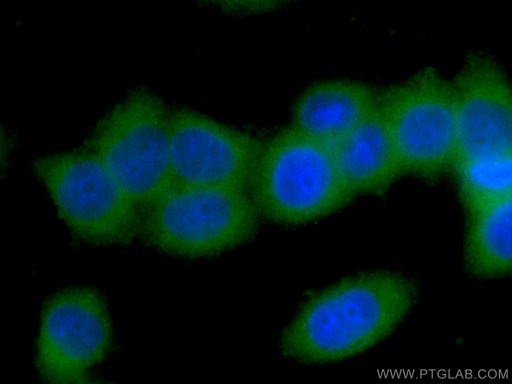 [CL488-60060-100UL] CoraLite®488-conjugated Follistatin Monoclonal antibody
