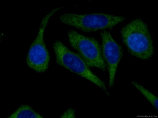 [CL488-60073-100UL] CoraLite®488-conjugated RRM1 Monoclonal antibody