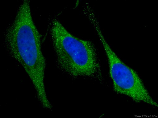 [CL488-60078-100UL] CoraLite®488-conjugated GDI2 Monoclonal antibody