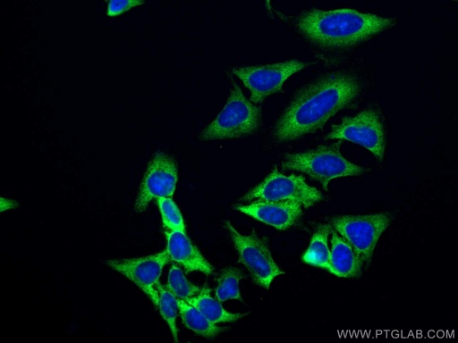 [CL488-60085-100UL] CoraLite®488-conjugated EEF1D Monoclonal antibody