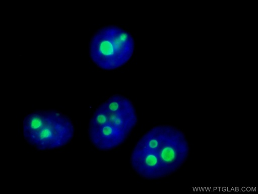 [CL488-60096-100UL] CoraLite®488-conjugated B23/NPM1 Monoclonal antibody