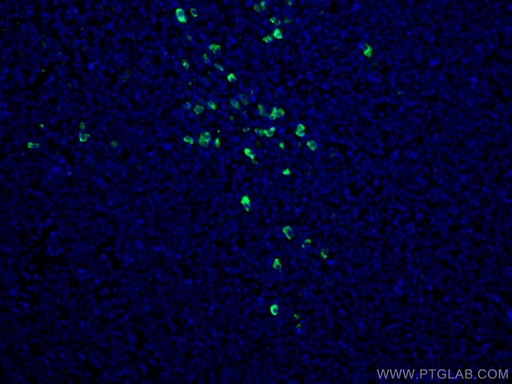[CL488-60099-100UL] CoraLite®488-conjugated Human IgA Monoclonal antibody