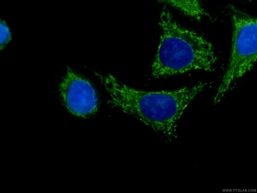 [CL488-60113-100UL] CoraLite®488-conjugated SERPINA10 Monoclonal antibody