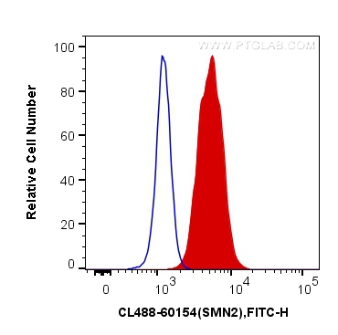 [CL488-60154-100UL] CoraLite®488-conjugated SMN (Human,Mouse,Rat) Monoclonal antibody