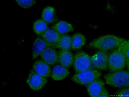 [CL488-60172-100UL] CoraLite®488-conjugated PCMT1 Monoclonal antibody