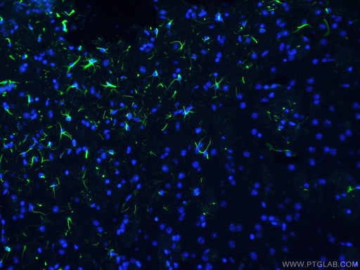 [CL488-60190-100UL] CoraLite®488-conjugated GFAP Monoclonal antibody