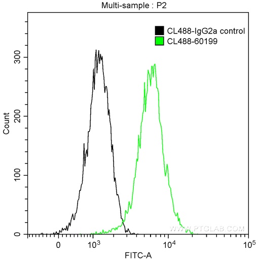 [CL488-60199-100UL] CoraLite®488-conjugated STAT3 Monoclonal antibody
