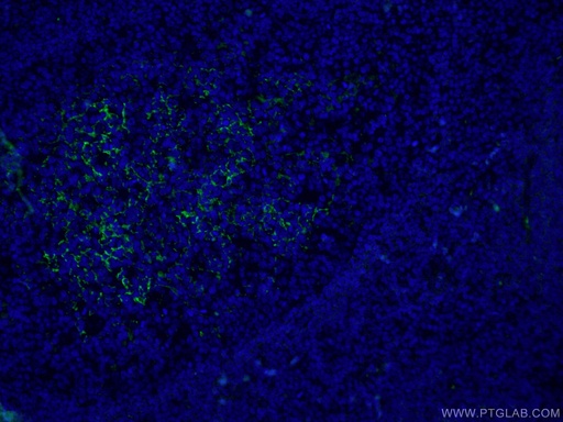 [CL488-60208-100UL] CoraLite®488-conjugated CD23 Monoclonal antibody