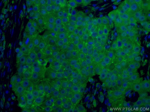 [CL488-60232-100UL] CoraLite®488-conjugated CD9 Monoclonal antibody