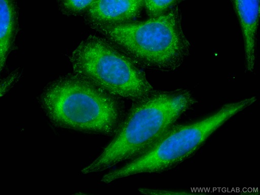 [CL488-60237-100UL] CoraLite®488-conjugated COTL1 Monoclonal antibody