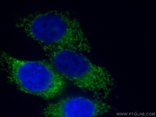 [CL488-60250-100UL] CoraLite®488-conjugated HADHA Monoclonal antibody