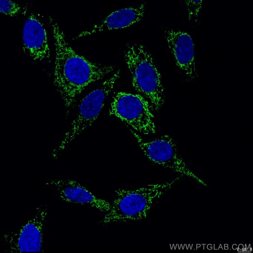 [CL488-60251-100UL] CoraLite®488-conjugated COXIV Monoclonal antibody
