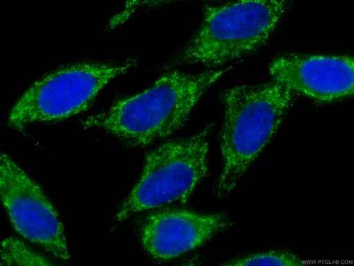 [CL488-60255-100UL] CoraLite®488-conjugated SMN-Exon7 Monoclonal antibody