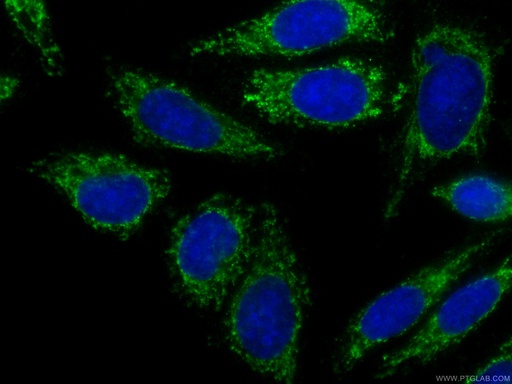 [CL488-60282-100UL] CoraLite®488-conjugated FAM3C Monoclonal antibody