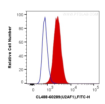 [CL488-60289-100UL] CoraLite®488-conjugated U2AF35 Monoclonal antibody