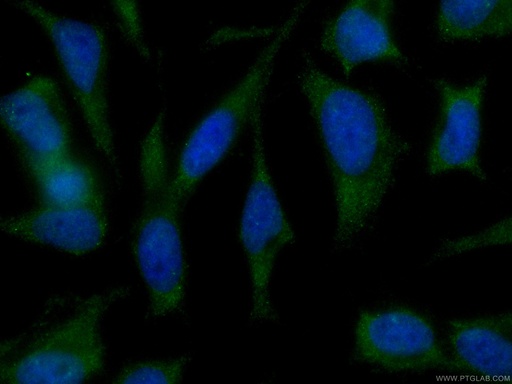 [CL488-60305-100UL] CoraLite®488-conjugated SGTA Monoclonal antibody